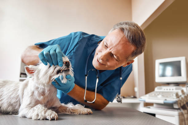 Best Pediatric Emergency Dentist in Ocean City, MD